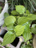 Live Organic Piper Lolot Plant 12" Bare Root Culinary Herb Piper sarmentosum for Indoor Outdoor Gardening