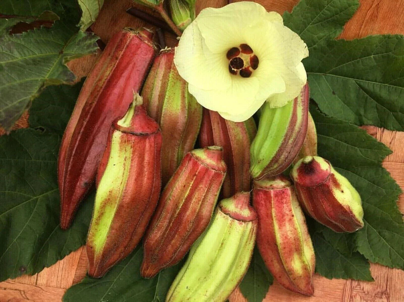 Texas Hill Country Red Okra Seeds – Heirloom Non-GMO Abelmoschus esculentus Vegetable Seeds, 25+ Pack