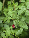 Live Salmonberry Plant Bare Root Rubus Spectabilis Edible Berry Bush for Gardens, Pacific Northwest Native