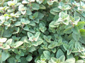 Organic Greek Oregano Herb Seeds - 300+ Premium Perennial Seeds for Garden & Container - Origanum vulgare subsp. hirtum