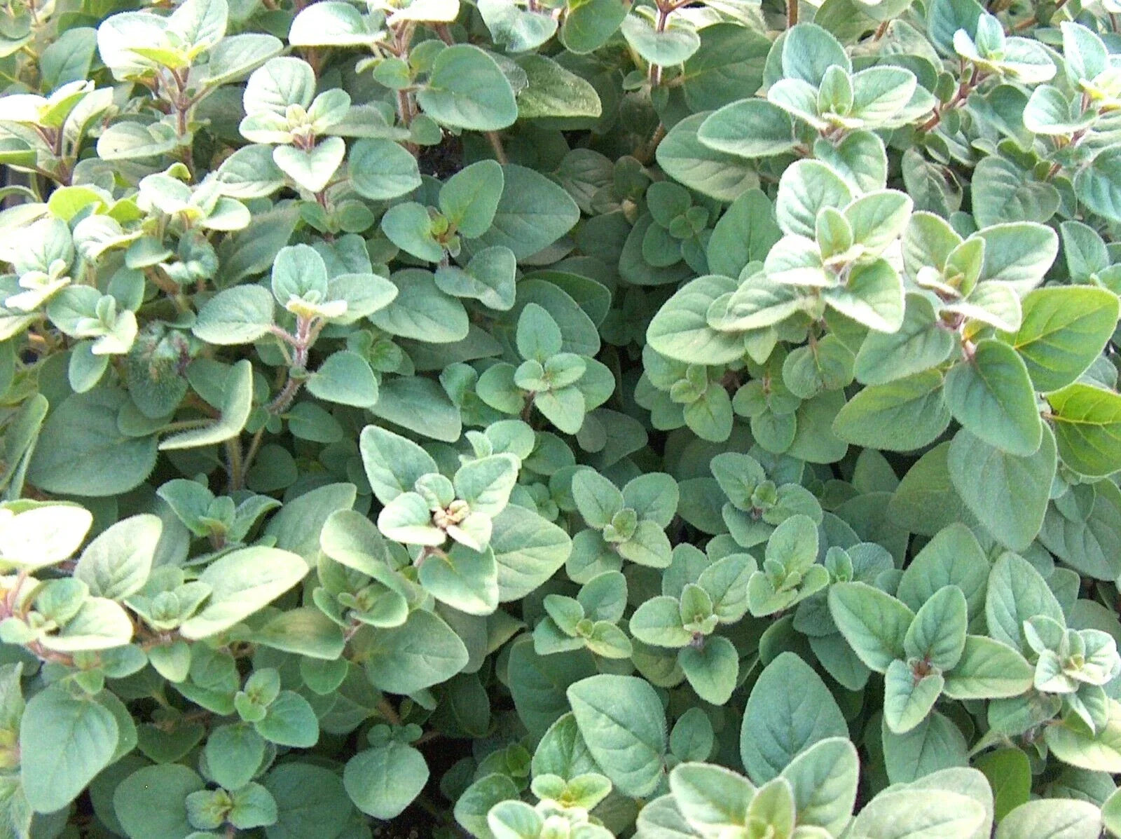 Organic Greek Oregano Herb Seeds - 300+ Premium Perennial Seeds for Garden & Container - Origanum vulgare subsp. hirtum