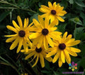 Sweet Coneflower Seeds Pack | Rudbeckia hirta | 200+ Premium Seeds for Garden, Attract Pollinators, Easy to Grow