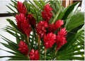 Hawaiian Red Ginger Plant - Small Rooted Starter - Alpinia purpurata - Tropical Flowering Plant for Gardens & Indoor