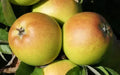 Sturmer Pippin Apple Seeds - Heirloom Malus domestica for Backyard Garden Planting, Fruit Tree Seeds