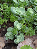 Sedum Mix - Live Hardy Perennial Ground Cover Plants - Succulent Sedum spp. for Rock Gardens and Landscaping
