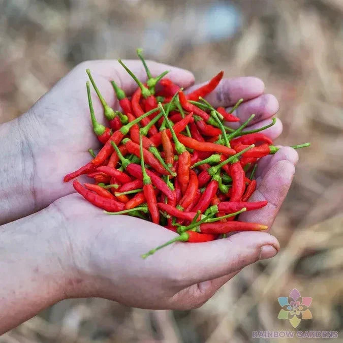 Chile de Arbol Hot Pepper Seeds - 25+ Count, Capsicum annuum, Organic, Non-GMO, for Garden Planting, Salsas & Sauces