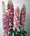 Delphinium Seeds Lilac Pink Perennial Plant for Full Sun, Delphinium elatum, Cottage Garden, Tall Upright Growth