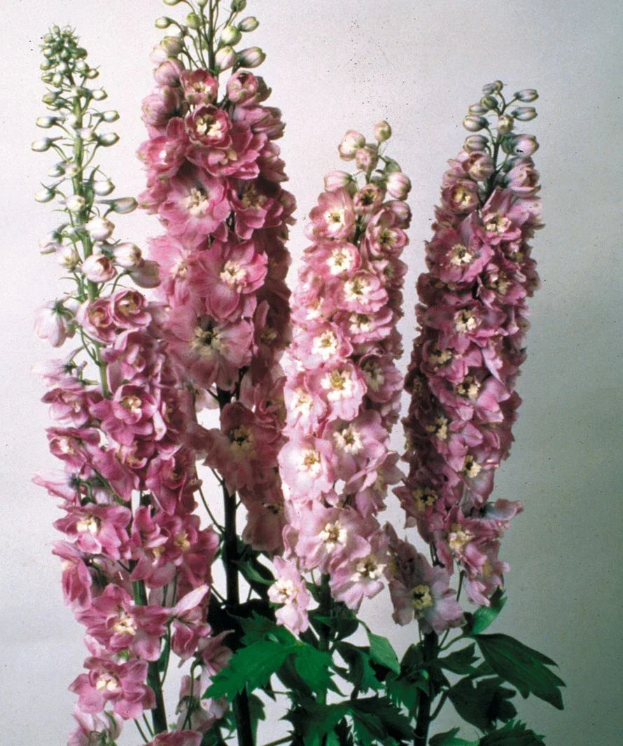 Delphinium Seeds Lilac Pink Perennial Plant for Full Sun, Delphinium elatum, Cottage Garden, Tall Upright Growth