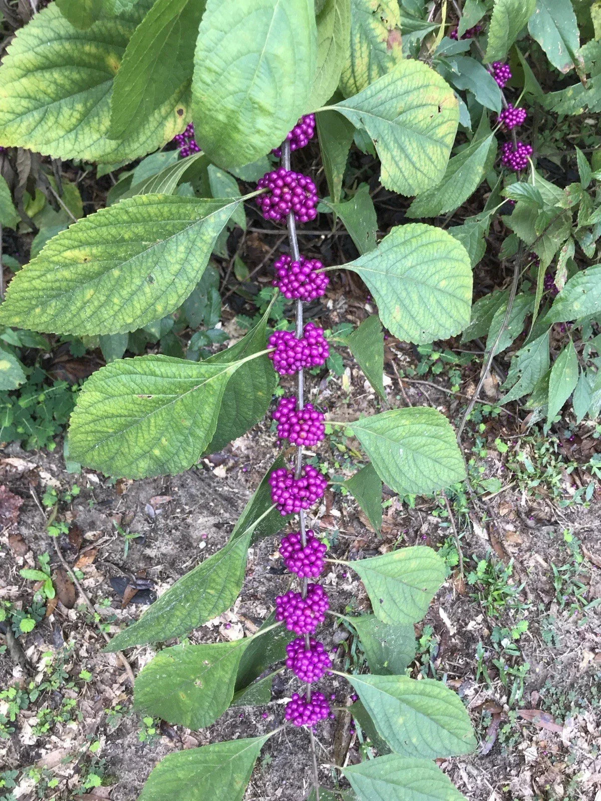 American Beautyberry Live Plant 12+ Inches Bare Root Purple Berries Callicarpa americana Edible Garden Perennial