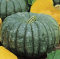 Jarrahdale Blue Pumpkin Seeds - Heirloom Non-GMO Cucurbita maxima, 15+ Sweet Queensland Variety, Ornamental & Culinary