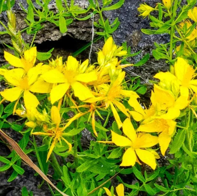 Great St. John's Wort Seeds - 1000 Non-GMO Hypericum perforatum for Medicinal Herb Garden, Yellow Flowers