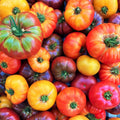 Rainbow Mix Beefsteak Tomato Seeds | Mixed Color Vegetable Seeds | Solanum lycopersicum | Organic, Non-GMO, Full Sun