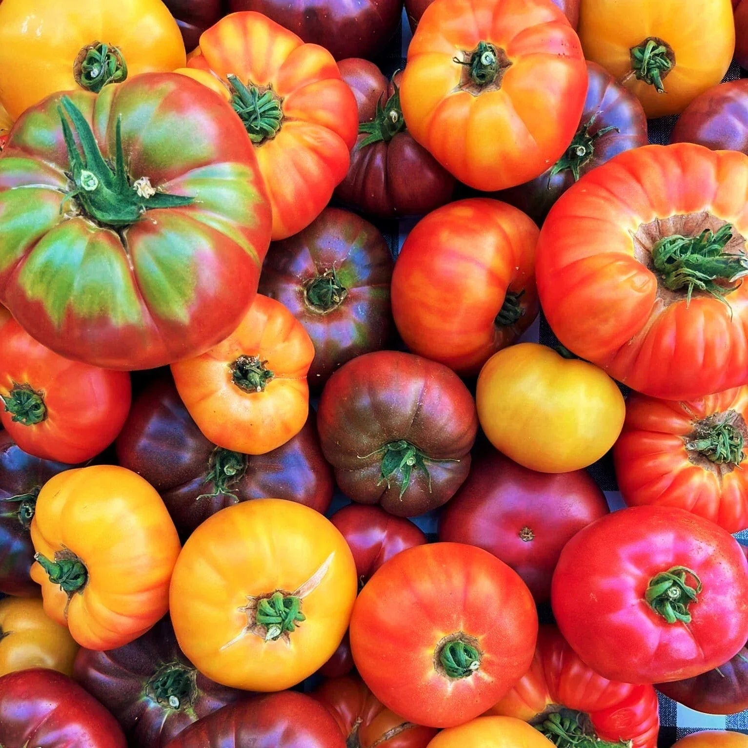 Rainbow Mix Beefsteak Tomato Seeds | Mixed Color Vegetable Seeds | Solanum lycopersicum | Organic, Non-GMO, Full Sun