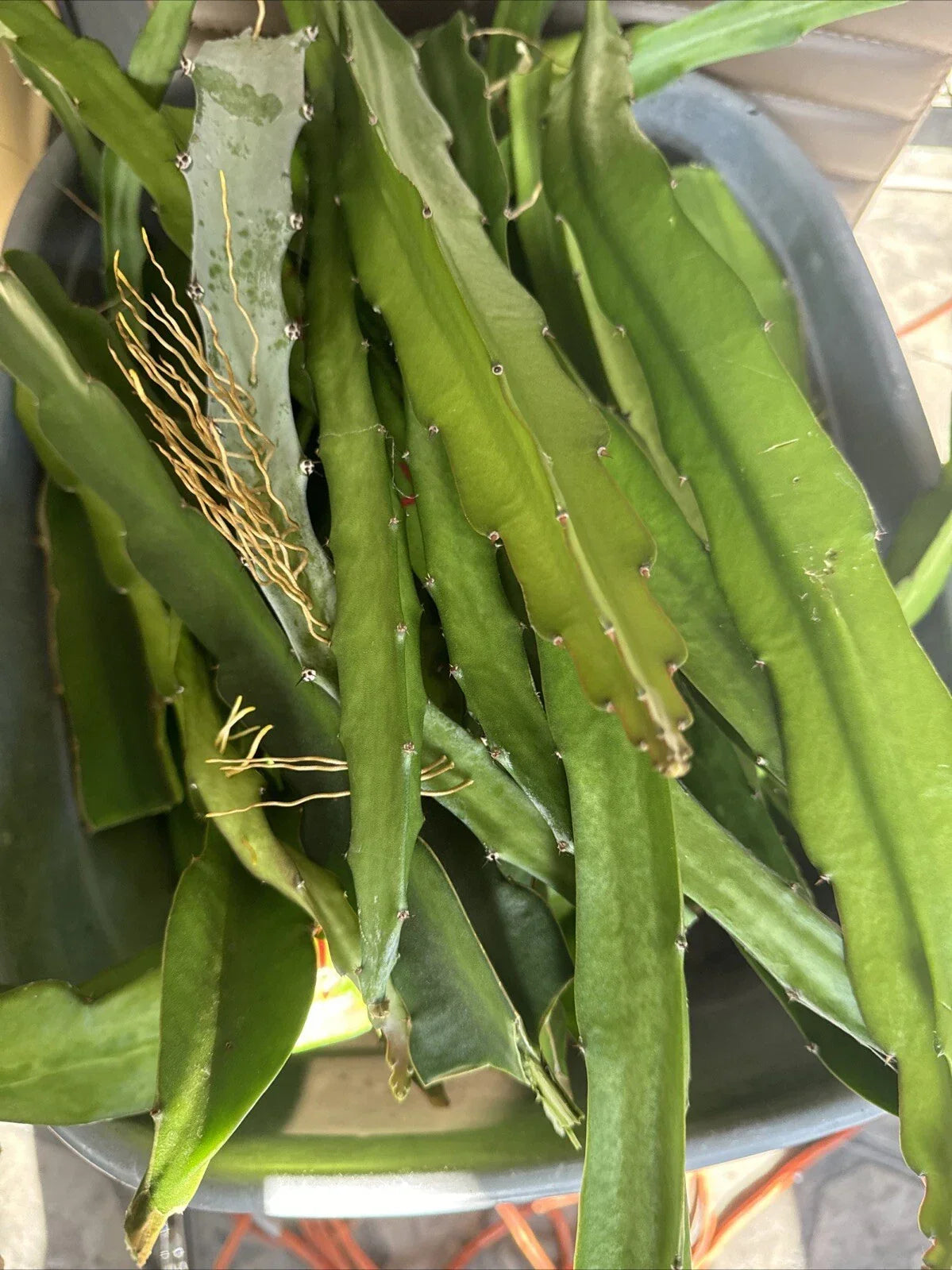 Dragon Fruit Cuttings 8+ Inches, Hylocereus spp., Exotic Fruit Plant, Climbing Cactus for Garden & Container Growth