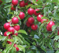 Cherry Plum Tree Seedling – Prunus cerasifera – Live Dormant Plant for Garden, Patio, or Container Cultivation