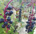 Pokeweed Seeds 25 Pack | Phytolacca Americana Florida Native Edible Wild Plant Seeds