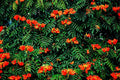 African Tulip Tree Seeds - 30 Count, Spathodea campanulata, Tropical Flowering Tree for Gardening & Landscaping