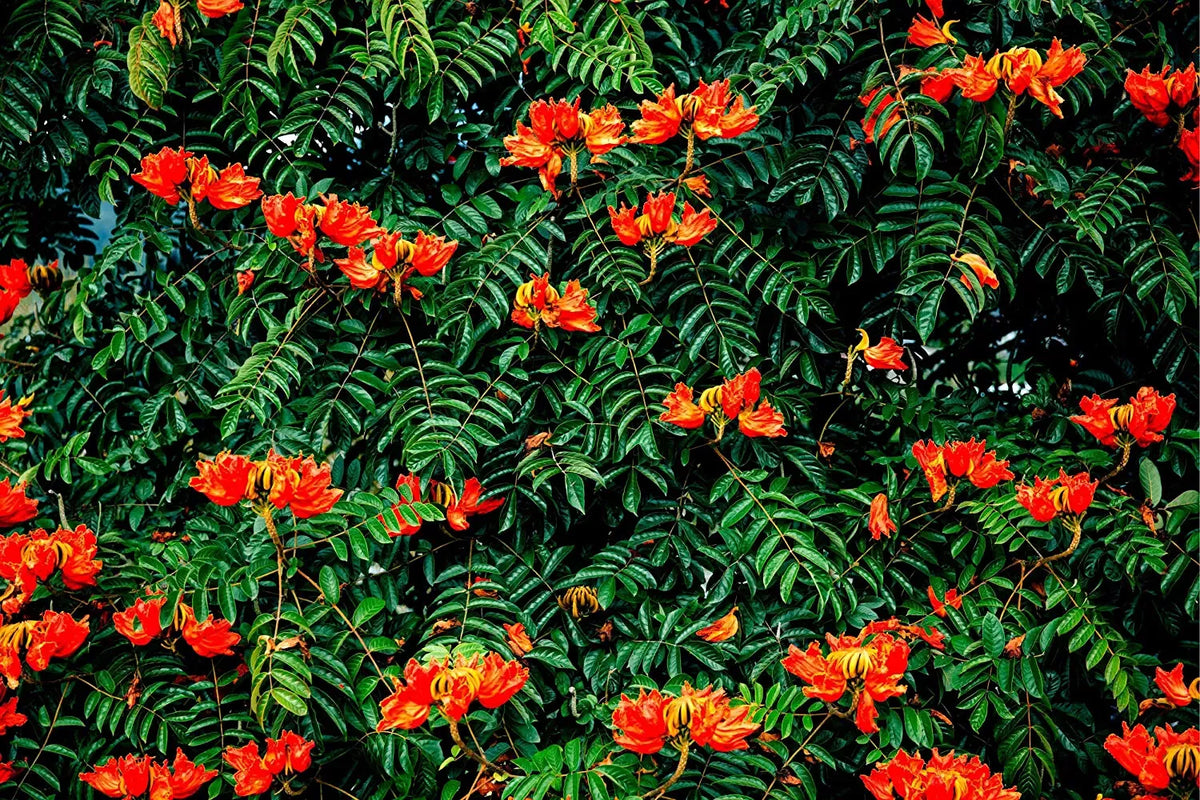 African Tulip Tree Seeds - 30 Count, Spathodea campanulata, Tropical Flowering Tree for Gardening & Landscaping