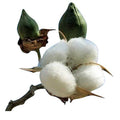 American White Cotton Seeds - Gossypium Hirsutum - Heirloom Non-GMO Seeds for Gardening & Crafting, USA Grown
