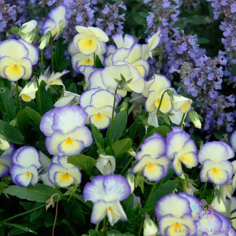 Etain Pansy Seeds Viola tricolor var. hortensis Garden Flower Pack for Borders & Containers, USA Grown