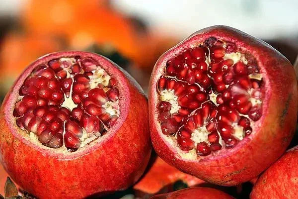 Parfianka Pomegranate Tree Live Plant Cutting - 13-20" Tall, Punica granatum for Garden & Landscaping