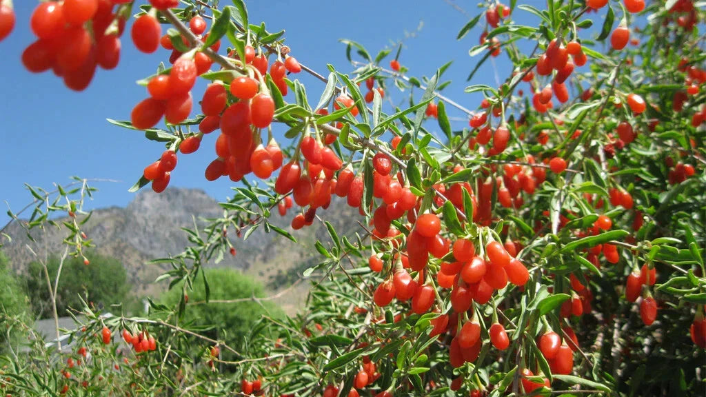 Goji Berry Cuttings - 10 Rooting Shoots of Lycium barbarum Superfood Bush for Home Garden or Container Planting