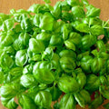 Basil Seeds Genovese Sweet Large Leaves Non-GMO 500 Pack for Pesto Ocimum basilicum