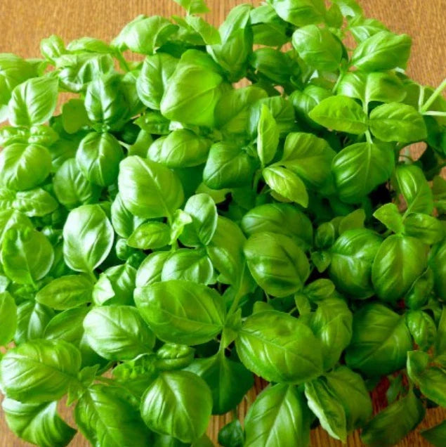 Basil Seeds Genovese Sweet Large Leaves Non-GMO 500 Pack for Pesto Ocimum basilicum