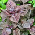 Purple Shiso Seeds - Perilla frutescens var. crispa, 100+ Seeds for Asian Cuisine, Culinary Herb, Annual Plant, Free Shipping