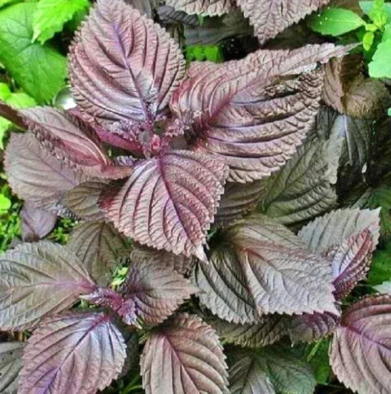 Purple Shiso Seeds - Perilla frutescens var. crispa, 100+ Seeds for Asian Cuisine, Culinary Herb, Annual Plant, Free Shipping
