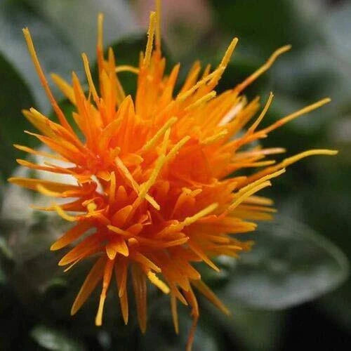 Safflower Seeds 300 Count - Yellow Orange Flowers - Carthamus Tinctorius Garden Plant for Attracting Pollinators