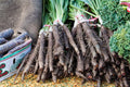 Black Salsify Seeds, Non-GMO, Black Oyster Plant, Scorzonera hispanica, Root Vegetable, Gourmet Culinary, Free Shipping