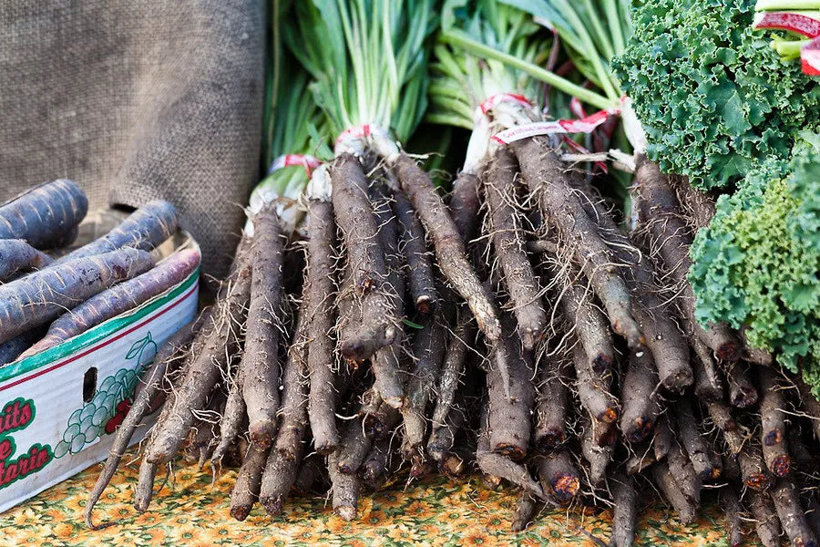 Black Salsify Seeds, Non-GMO, Black Oyster Plant, Scorzonera hispanica, Root Vegetable, Gourmet Culinary, Free Shipping