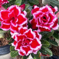 Desert Rose Adenium Obesum Seedling - Small Rooted Plant 4-6 Inches - Unique Succulent Variety for Indoor & Outdoor