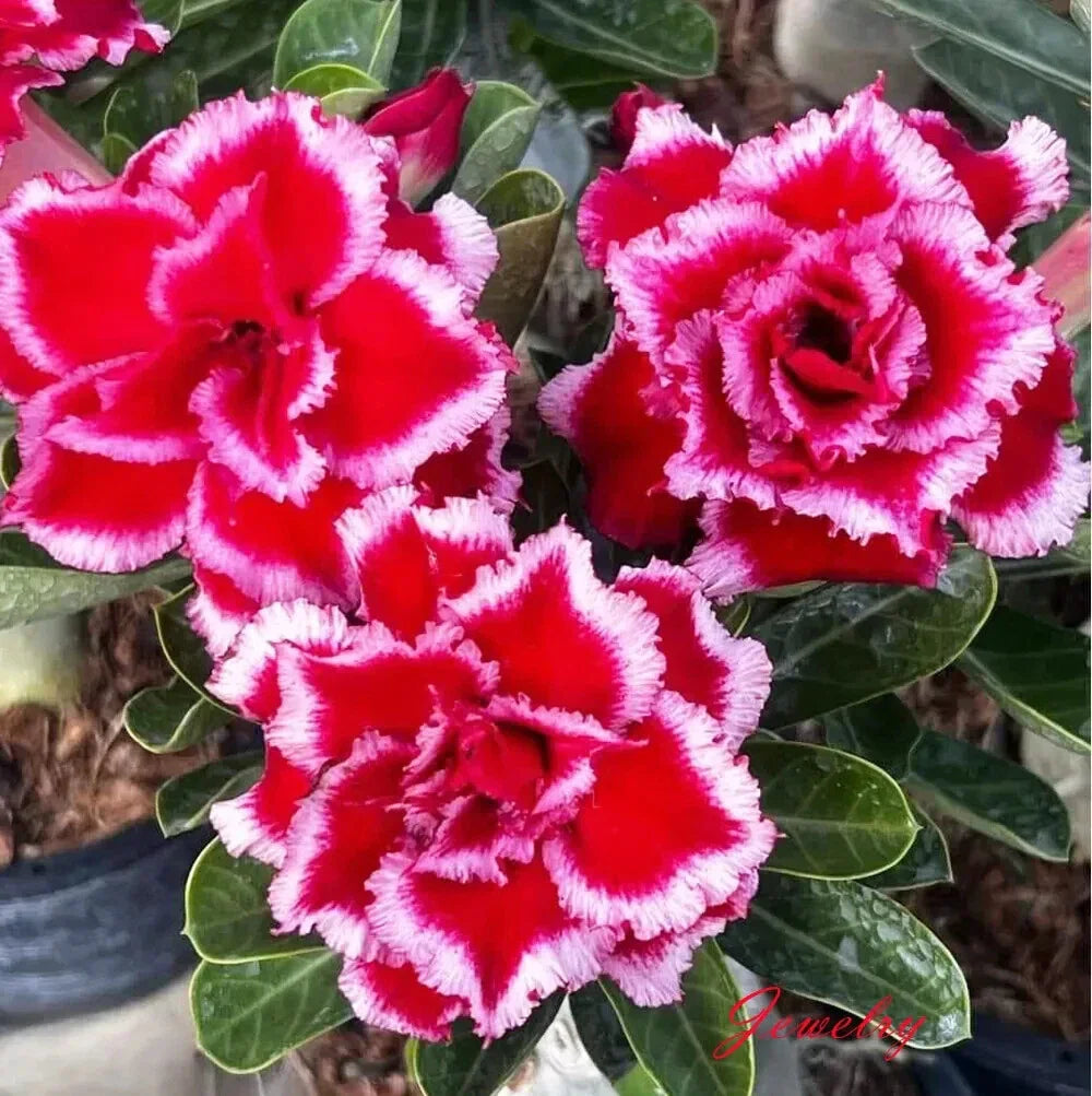 Desert Rose Adenium Obesum Seedling - Small Rooted Plant 4-6 Inches - Unique Succulent Variety for Indoor & Outdoor
