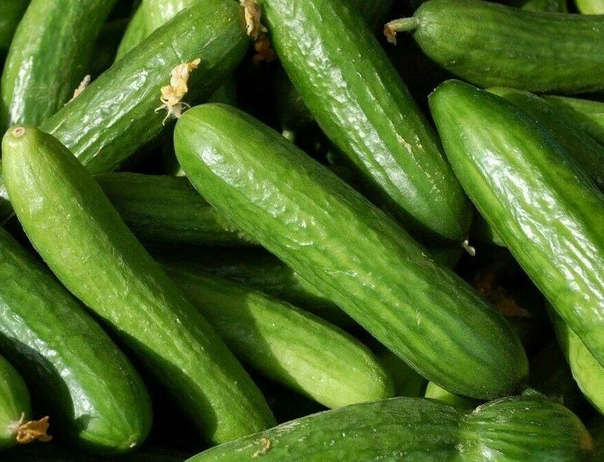 Muncher Cucumber Seeds - 30+ Vegetable Seeds for Pickling & Salad - Cucumis sativus