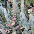 Kalanchoe Marnieriana Cuttings - 3 Pieces Succulent Plant Clippings for Propagation - Indoor Decorative Succulents
