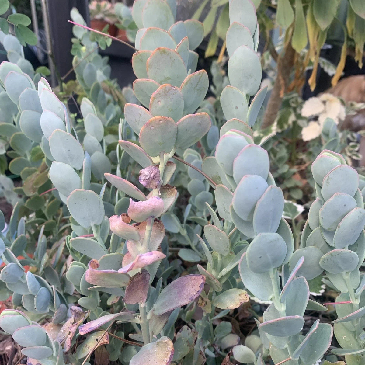 Kalanchoe Marnieriana Cuttings - 3 Pieces Succulent Plant Clippings for Propagation - Indoor Decorative Succulents
