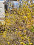 Forsythia x intermedia Cuttings – 8 Unrooted Perennial Shrub for Propagation, Bright Yellow Flowers