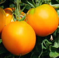 Garden Peach Tomato Seeds - 50 Heirloom Non-GMO Solanum lycopersicum 'Cocona' for Home Garden, Low Acid, Juicy, Sweet Fruit