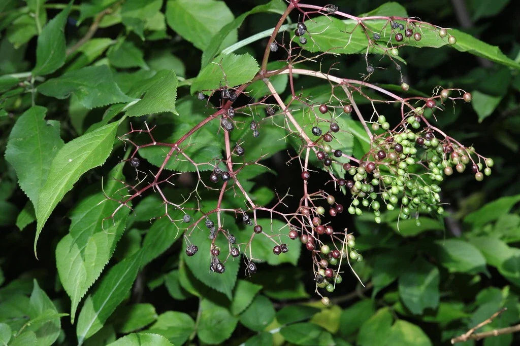 Elderberry Seeds - Black Elderberry Sambucus Nigra - Non-GMO Heirloom Pack for Gardening & Landscaping