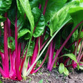 Flamingo Swiss Chard Seeds - NON-GMO Colorful Salad Greens Beta vulgaris var. cicla, Easy to Grow, Free Shipping