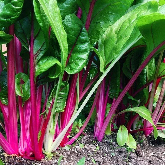Flamingo Swiss Chard Seeds - NON-GMO Colorful Salad Greens Beta vulgaris var. cicla, Easy to Grow, Free Shipping