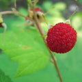 Thimbleberry Raspberry Starter Plant - Thornless, Self-Pollinating, Zones 3-8 - Rubus parviflorus