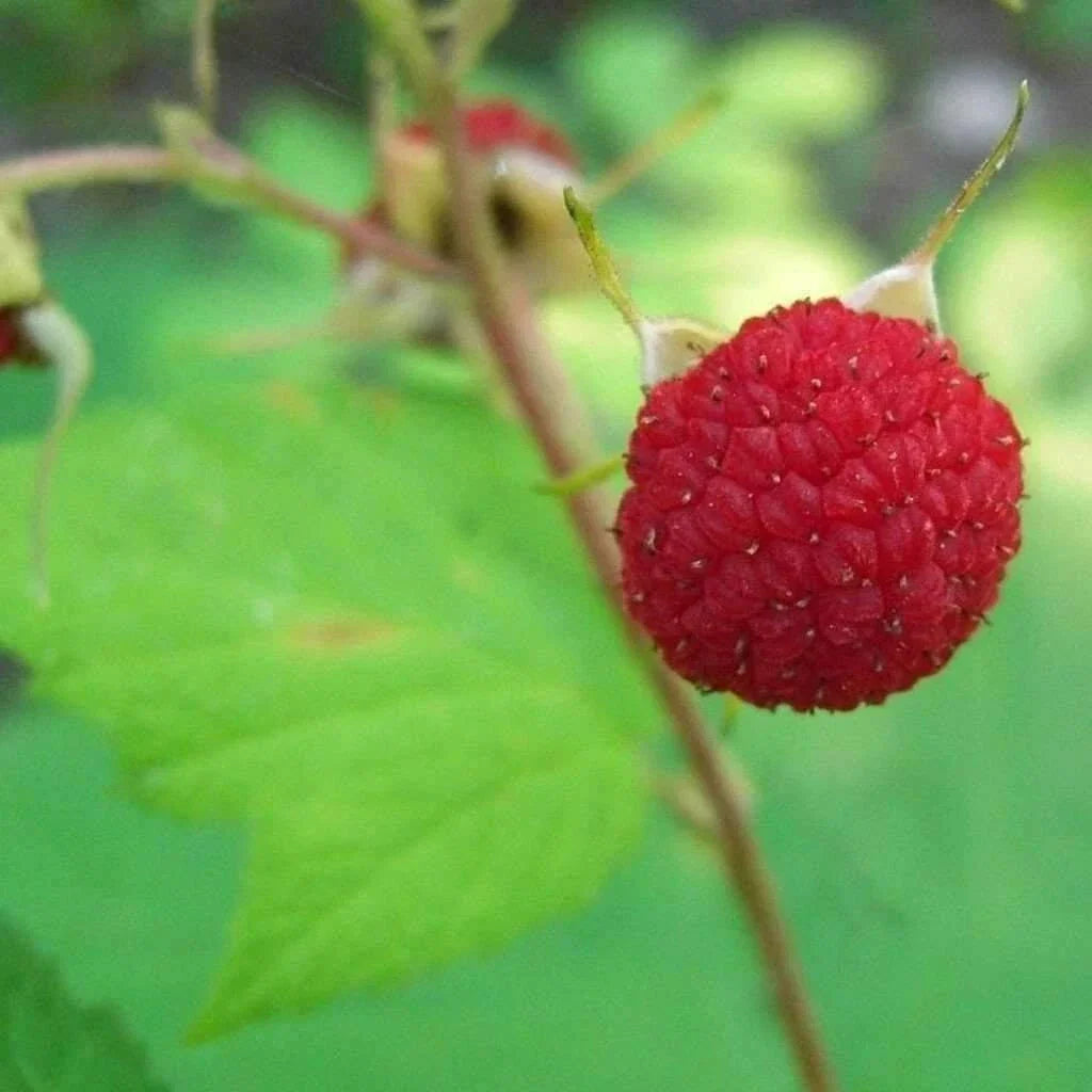 Thimbleberry Raspberry Starter Plant - Thornless, Self-Pollinating, Zones 3-8 - Rubus parviflorus
