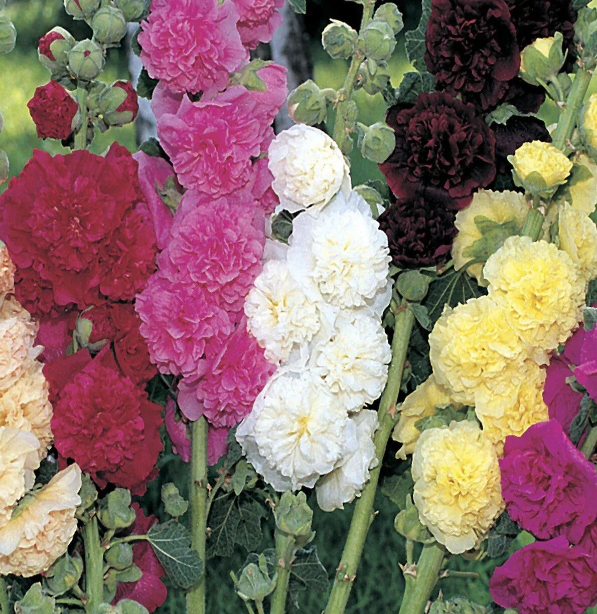 Hollyhock Seeds - Summer Carnival Mix - Non-GMO Flower Garden Seeds - Alcea rosea - Attracts Pollinators, Vibrant Colors
