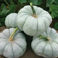 Blue Doll Pumpkin Seeds - Organic Pack of 10, Cucurbita pepo, Unique Blue-Hued Pumpkins, Grown in USA, Free Shipping