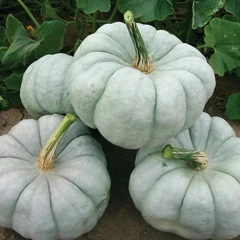 Blue Doll Pumpkin Seeds - Organic Pack of 10, Cucurbita pepo, Unique Blue-Hued Pumpkins, Grown in USA, Free Shipping