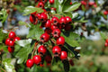 Hawthorn Live Plant in 4" Pot | Crataegus Monogyna Shrub for Landscaping & Gardens