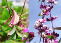 Hyacinth Bean Vine Seeds - Asian Purple Bataw Dolichos Lablab Edible Climbing Vine for Garden, Trellis, Fence